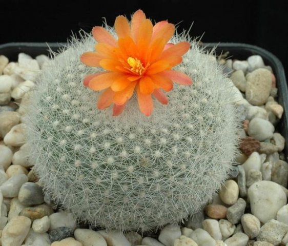 Parodia_haselbergii